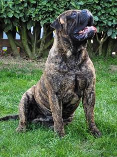 Bullmastiff Deckrüde