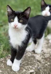 Kiara - süßes Schmuse-Katzenkind sucht Anschluss