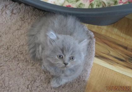 Reinrassige Perser Kitten mit Nase