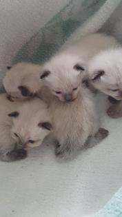 Reinrassige Siam Kitten Balinesisch