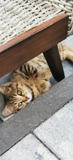 BKH Kitten männlich
