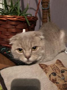 Scottish Fold Schmusebacke