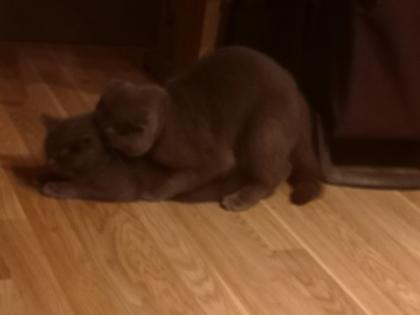 Bkh Mix Kater zum verkaufen