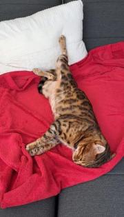 Simba sucht dringend ein Zuhause aus dem Tierschutz / gechipt geimpft kastriert