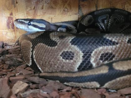 Zu verschenken Python Regius Bock etwa 20 Jahre alt - alle Papiere vorhanden