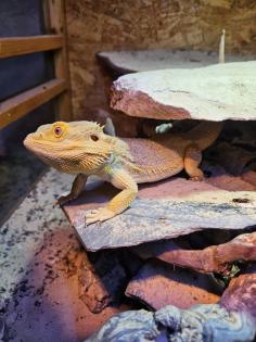 Bartagme sucht ein neues Zuhause