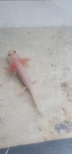 Axolotl Jungtiere