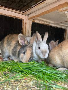 Kaninchen Babys in gute Hände abzugeben