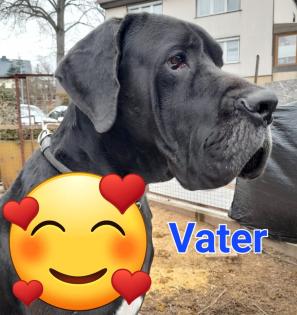 Bernhardiner Mix Hunde