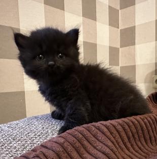 Süße verschmuste Britisch Kurzhaar Britisch Langhaar und mix Kitten Katzenbabys aus liebevoller Zuc