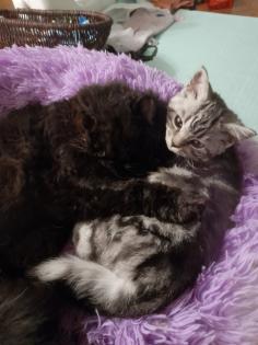 Zauberhafter kleiner BKH Kater mit Ahnentafel geimpft entwurmt gechipt kastriert aus HCM PKD