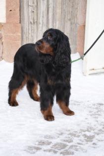 Wunderschöne Gordon Setter Welpen