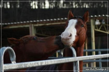 Westernreiten im Bergischen Land Wermelskirchen in der Nähe von Köln