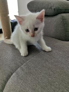 Katzenbabys Kitten abzugeben