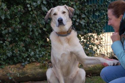 ZIMTSCHNECKE - Kangal-Mix - 4 Jahre - Tierhilfe-Franken e. V.