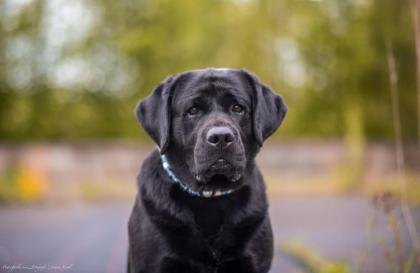 Liebevolle Labrador-Hausaufzucht Welpen Frühjahr 2024