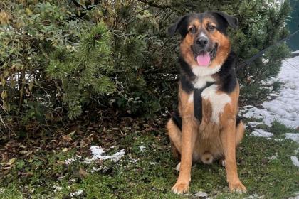 JEEN BALU - Schäfer-Berner-Sennen-Mix - 4 Jahre - Tierhilfe-Franken e. V.