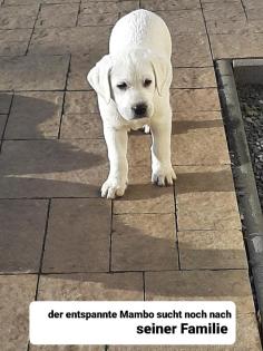 Auszugsbereite Labradorwelpen 3 Rüden gelb/ weiß sehr typvoll aus seriöser Zu