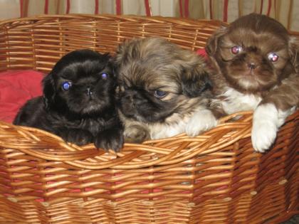 Pekinese liebte Shi-Tzu