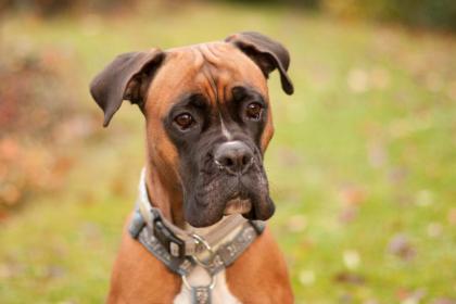 PAULITTA - freundliche Boxerhündin - 4 Jahre - Tierhilfe-Franken e. V.