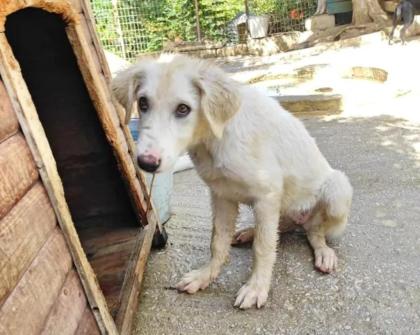 Palita sucht ein passendes Zuhause