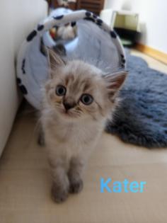 Kitten Heilige Birma