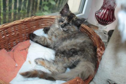 Wunderschöne Maine-Coon-Norweger Waldkatzen Kitten