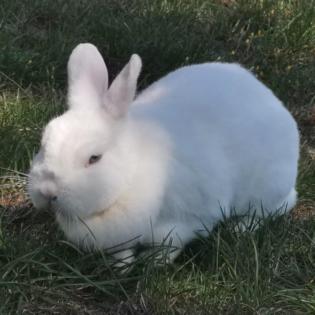 BLUME - Hermelin-Kaninchen - 4 Jahre - Tierhilfe-Franken e. V.