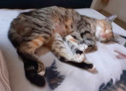 Sweety Glückskatze sucht dringend ein Zuhause aus dem Tierschutz / gechipt geimpft kastriert