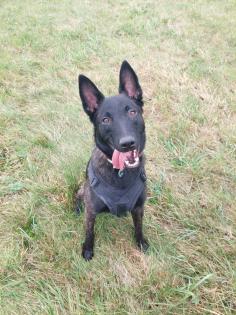 Malinois-Herder Hündin