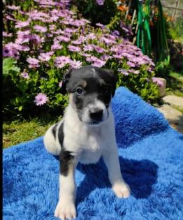 Linda sucht ein passendes Zuhause