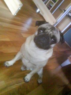 Mops Rüde zum Decken Paco