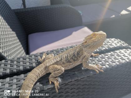 Bartagamenmännchen inkl. Terrarium Beleuchtung und Zubehör abzugeben