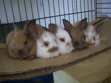 Hasenbabys aus eigener Hobbyzucht zu verkaufen