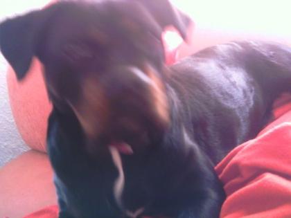 Rottweiler labrador Hündin treu kinderlieb sucht neues zuhause