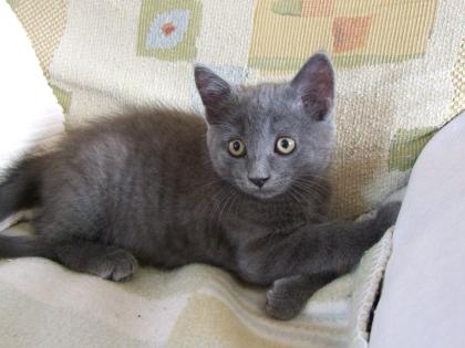 Süße kleine Katzenbabys / Kätzchen / Kitten