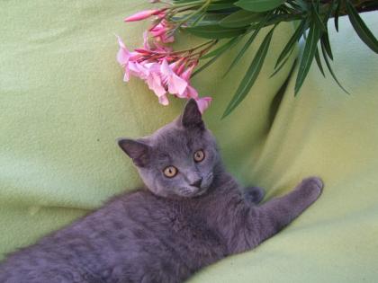 Kleine Kätzchen / Kitten / Katzenbabys