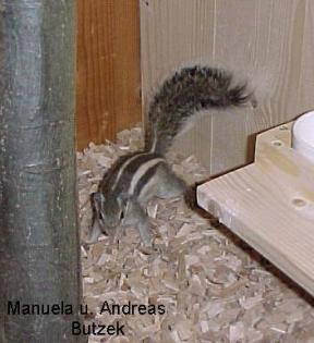 Junge Palmenhörnchen