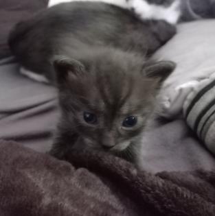 Türkisch van Kitten mix