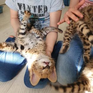 Karakal- und Serval-Kätzchen