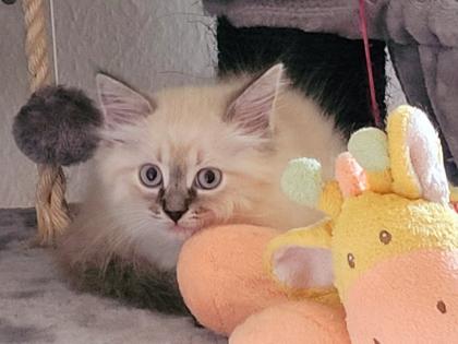 Norweger-Neva Masquarade Kitten