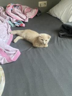 Britisch Kurzhaar Mix Kitten