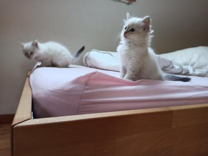 Abgabebereit Sibirische Kätzchen Neva Masquarade Kitten weiß Katze