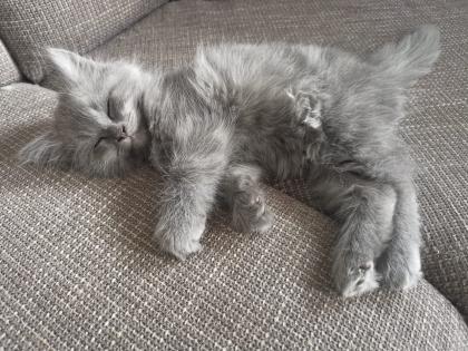 Chinchilla Perser Katze