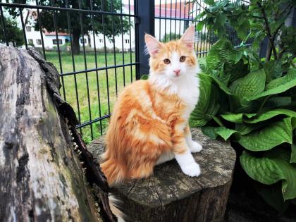 Norwegische Waldkatzen Kitten reinrassig - Babys mit Stammbaum