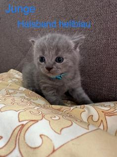 4 süße reinrassige BKH Kitten in der Farbe Blue und Lilac
