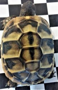 Landschildkröten thb 2022