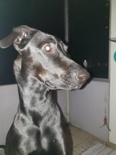 Magyar Vizsla-Malinois Mix