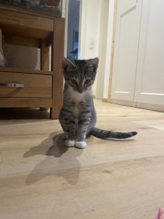Katze Europäisch Kurzhaar 5 Monate