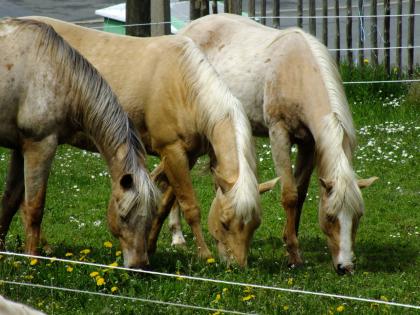 American Paint Horse Stute 06/2020 Palomino